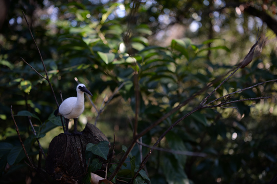 レユニオンドードー