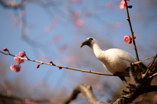 レユニオンドードー