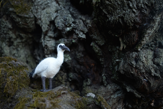 レユニオンドードー