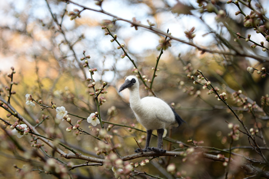 レユニオンドードー