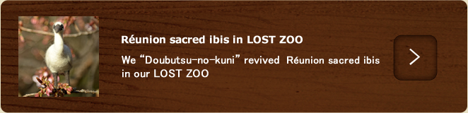 Réunion sacred ibis