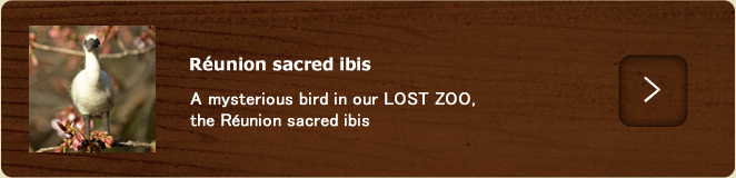 >Réunion sacred ibis