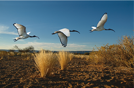 近縁種のアフリカクロトキ