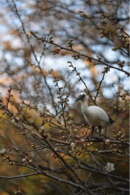 LOST ZOOレユニオンドードーの放飼場風景