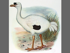 博物画に描かれた レユニオンドードーたち②