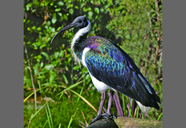 近縁種のムギワラトキ