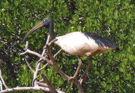 近縁種のマダガスカルクロトキ