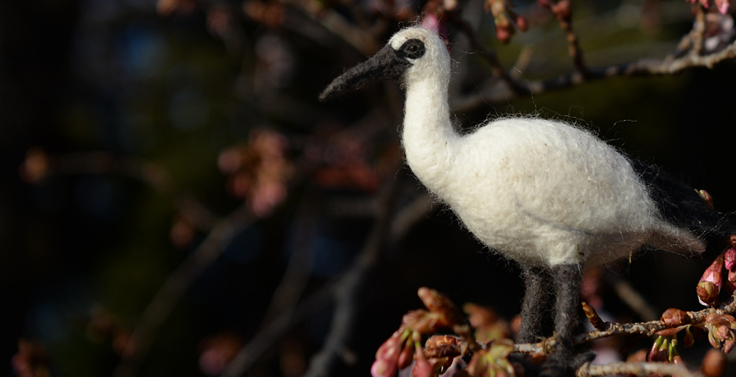 レユニオンドードー