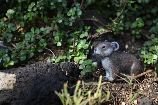 サルディニアナキウサギ