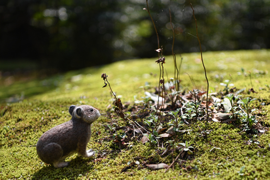サルディニアナキウサギ