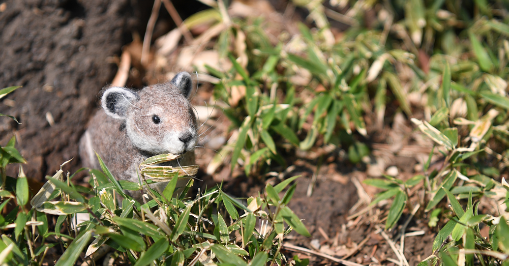 サルディニアナキウサギ