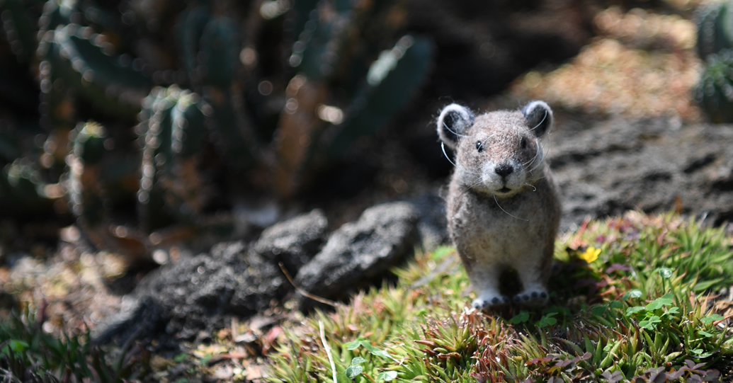 サルディニアナキウサギ