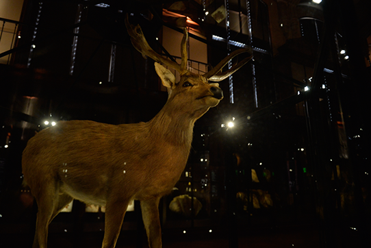 Stuffed of Schomburgk's Deer