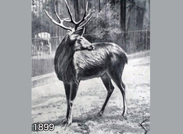 Schomburgk's Deer kept in Berlin zoo