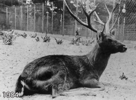 Schomburgk's Deer kept in Berlin zoo