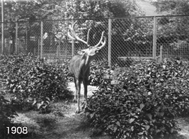 Schomburgk's Deer kept in Berlin zoo