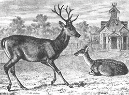 The Hamburg male in 1862 and in 1864/65