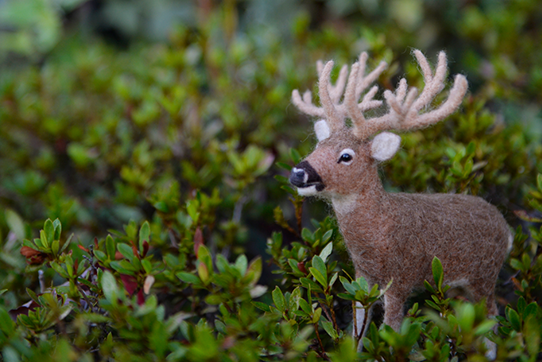 Schomburgk's Deer Enclosure in LOST ZOO