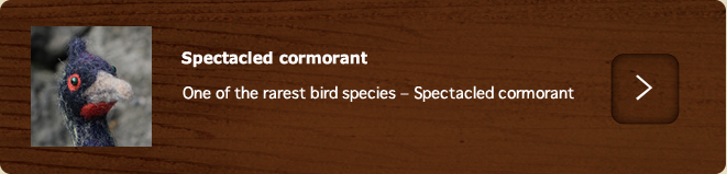 Spectacled cormorant