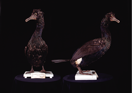 メガネウの剥製