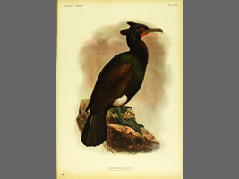 17世紀に描かれたメガネウ