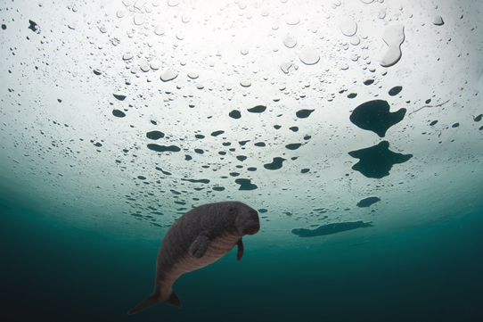 ステラーカイギュウ