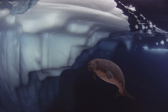 ステラーカイギュウ