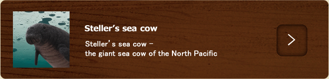 Steller’s sea cow