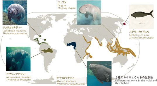 ５種のカイギュウたちの生息地