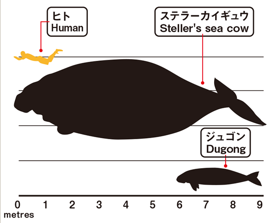 ジュゴン、ヒト、ステラーカイギュウのサイズ比較