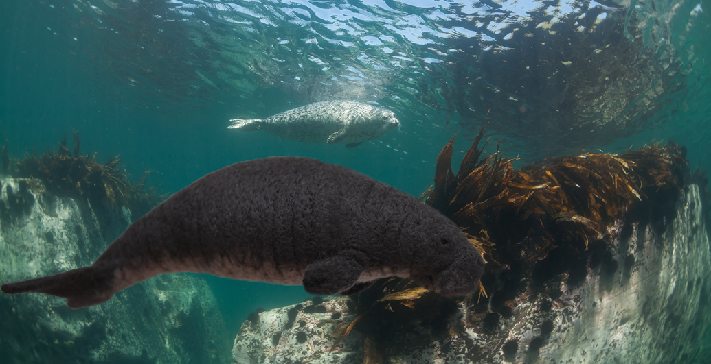 ステラカイギュー