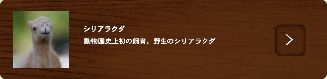 シリアラクダ