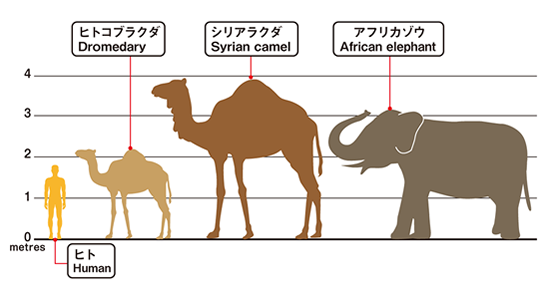 シリアラクダと現生ラクダ、からだの大きさ比較
