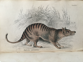 19 世紀に描かれたタスマニアタイガー