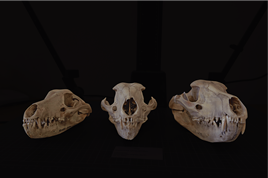 ベルリン動物園で飼育されたションブルクジカ