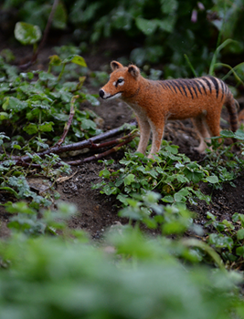 タスマニアタイガーの放飼場風景