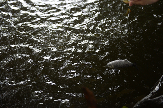 ヨウスコウカワイルカ