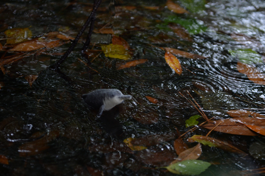 ヨウスコウカワイルカ