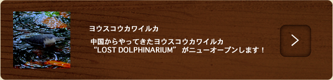 ヨウスコウカワイルカ