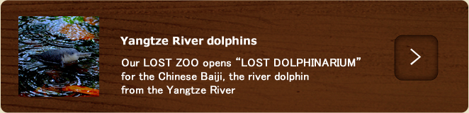 Californian grizzlies