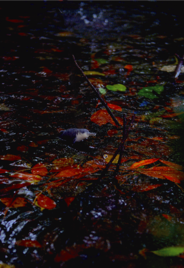 LOST ZOOヨウスコウカワイルカの放飼場風景