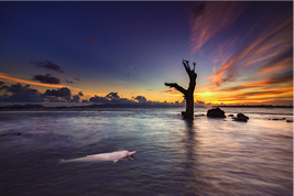 近縁種のアマゾンカワイルカ②