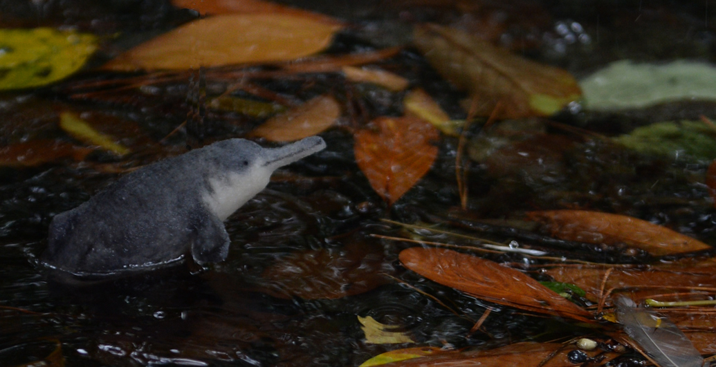 ヨウスコウカワイルカ