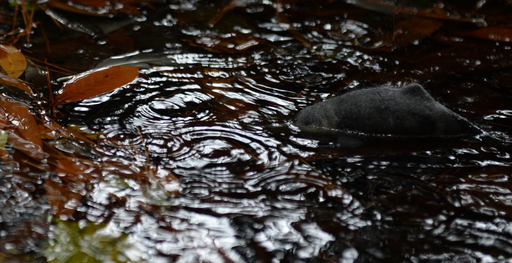 ヨウスコウカワイルカ