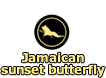 Jamaican sunset butterfly